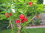 Trinidad Scorpion Butch Taylor