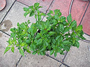 Trinidad Scorpion Butch Taylor