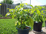 Trinidad Scorpion Butch Taylor