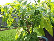 Trinidad Scorpion Butch Taylor