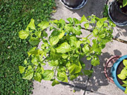 Trinidad Scorpion Butch Taylor