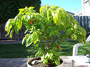 Trinidad Scorpion Butch Taylor