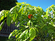 Trinidad Scorpion Butch Taylor