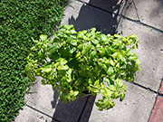 Trinidad Scorpion Butch Taylor