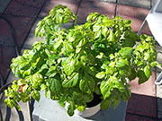 Trinidad Scorpion Butch Taylor