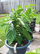 Trinidad Scorpion Butch Taylor