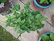 Trinidad Scorpion Butch Taylor