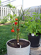 Trinidad Scorpion Butch Taylor