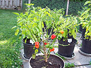 Trinidad Scorpion Butch Taylor