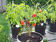 Trinidad Scorpion Butch Taylor