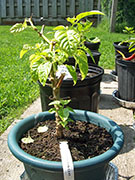 Trinidad Scorpion Butch Taylor