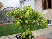 Trinidad Scorpion Butch Taylor