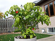 Trinidad Scorpion Butch Taylor
