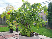 Trinidad Scorpion Butch Taylor