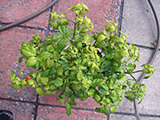 Trinidad Scorpion Butch Taylor