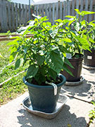 Trinidad Scorpion Butch Taylor