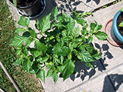 Trinidad Scorpion Butch Taylor