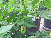 Trinidad Scorpion Butch Taylor