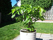 Trinidad Scorpion Butch Taylor