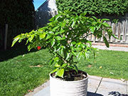 Trinidad Scorpion Butch Taylor