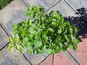 Trinidad Scorpion Butch Taylor