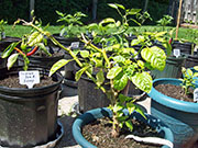 Trinidad Scorpion Butch Taylor