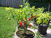 Trinidad Scorpion Butch Taylor