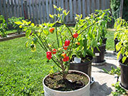 Trinidad Scorpion Butch Taylor