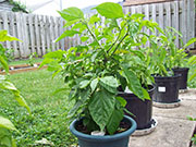 Trinidad Scorpion Butch Taylor