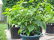 Trinidad Scorpion Butch Taylor