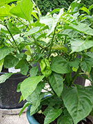 Trinidad Scorpion Butch Taylor