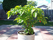 Trinidad Scorpion Butch Taylor