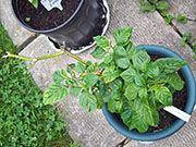 Trinidad Scorpion Butch Taylor