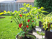 Trinidad Scorpion Butch Taylor