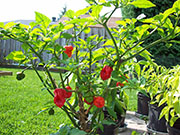 Trinidad Scorpion Butch Taylor