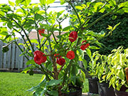 Trinidad Scorpion Butch Taylor