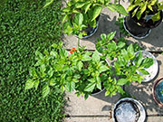 Trinidad Scorpion Butch Taylor
