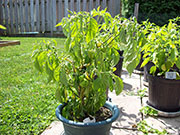 Trinidad Scorpion Butch Taylor