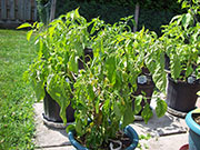 Trinidad Scorpion Butch Taylor