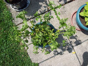 Trinidad Scorpion Butch Taylor