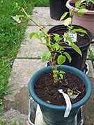 Trinidad Scorpion Butch Taylor