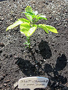 Bhut Jolokia Chocolate