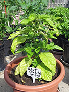 Bhut Jolokia Chocolate