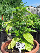 Bhut Jolokia Chocolate