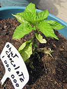 Bhut Jolokia Chocolate