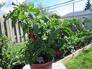 Bhut Jolokia Chocolate