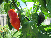 Bhut Jolokia Chocolate