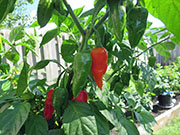 Bhut Jolokia Chocolate