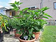 Bhut Jolokia Chocolate