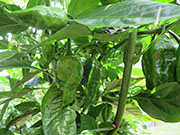 Bhut Jolokia Chocolate